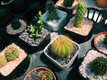 High angle view of potted cactus plants on table