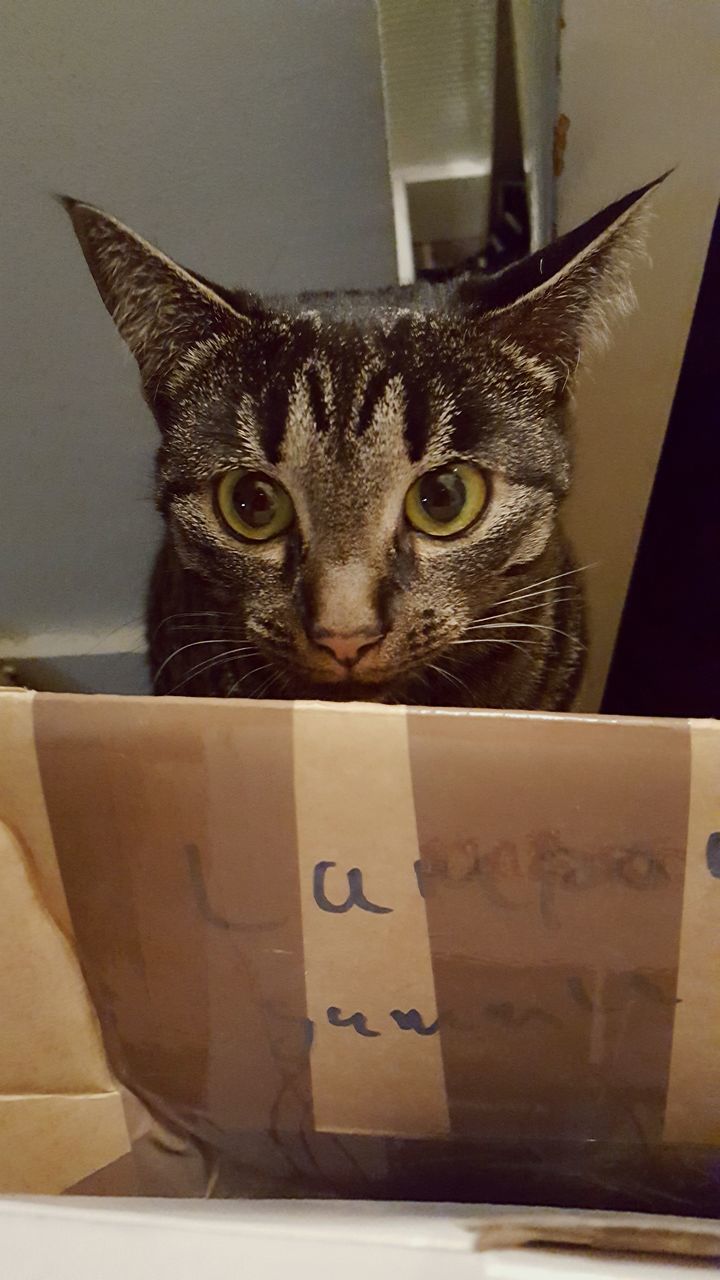 pets, domestic animals, animal themes, one animal, no people, domestic cat, looking at camera, indoors, mammal, portrait, box - container, cardboard box, feline, close-up, day