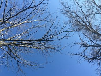 Low angle view of bare trees against sky