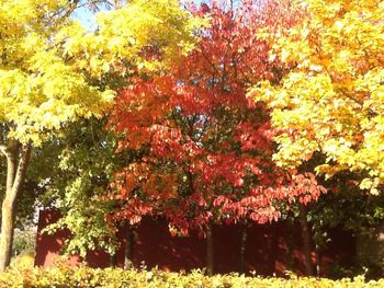 Low angle view of maple tree