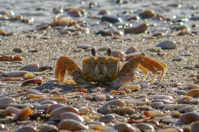 Crab on shore at beach