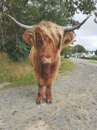 Close-up of cow standing in water against sky