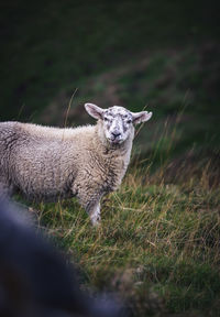 Portrait of sheep on field