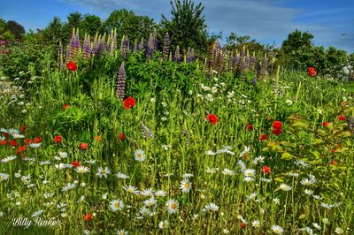 Poppy flowers blooming on field