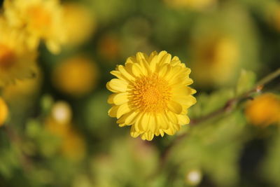 Close-up of yellow flowering plant on field