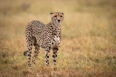 Cheetah standing on field in zoo