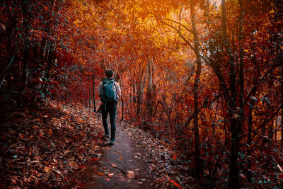 Rear view of man walking in forest during autumn