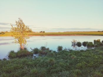 Scenic view of lake by field against sky