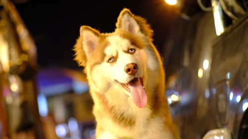 Close-up portrait of a dog