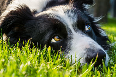 Portrait of black dog