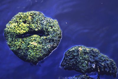 Close-up of rocks by sea