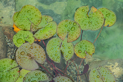 High angle view of lily pads in water