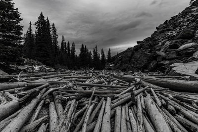Stack of logs in forest against sky