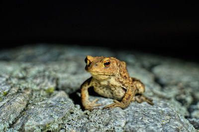 Close-up of lizard on rock