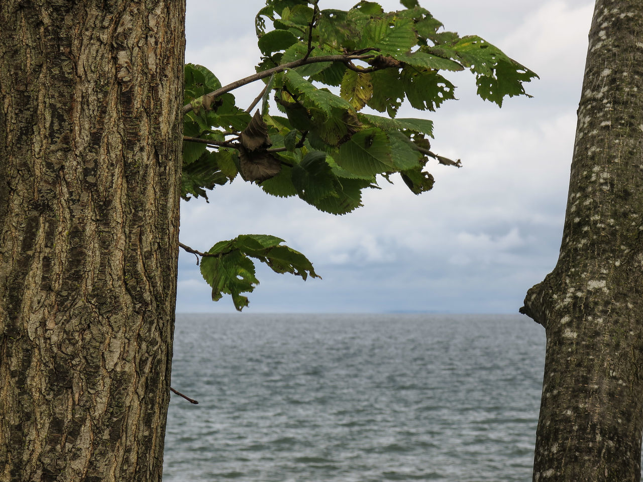 sky, sea, water, tranquility, tree, tranquil scene, horizon over water, nature, scenics, beauty in nature, tree trunk, growth, cloud, waterfront, day, cloud - sky, idyllic, outdoors, no people, green color