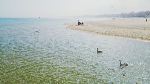 View of birds swimming in sea