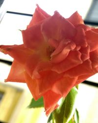 Close-up of red flower blooming outdoors