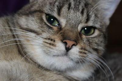 Close-up portrait of cat