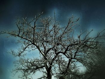 Low angle view of bare trees against sky