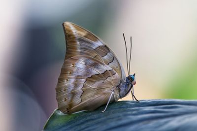 Close-up of butterfly