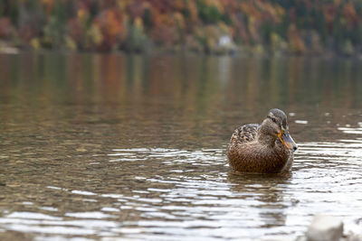 Duck swimming in lake