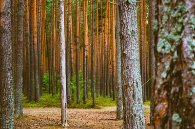 Pine trees in forest during autumn