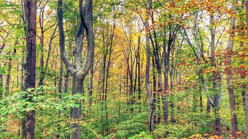 Trees in forest