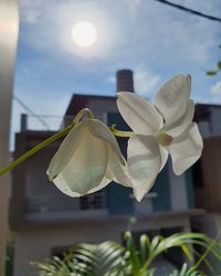 Close-up of white flowering plant