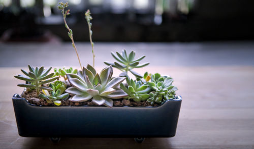 Succulent plant arranged in blue pot