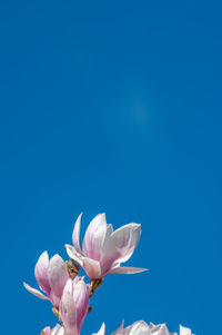 Pink magnolia flower against blue sky with negative space for copy