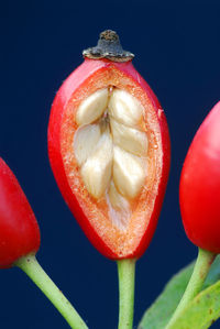 Close-up of red fruit against white background