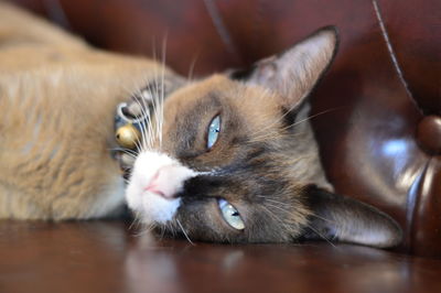 Close-up portrait of cat lying down on floor