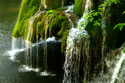 Scenic view of waterfall in forest