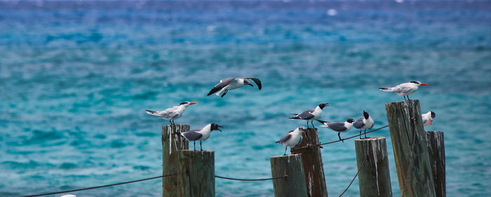 Seagulls perching on wooden post