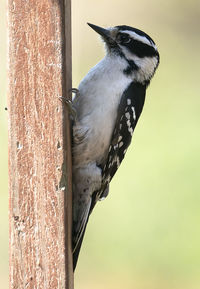 Close-up of bird perching on wood