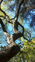 Low angle view of trees