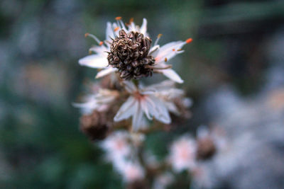 Close-up of wilted flower