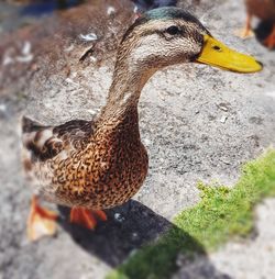 Close-up of bird