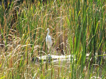 Bird perching on a field