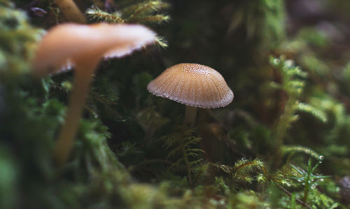 Close-up of mushroom growing in forest