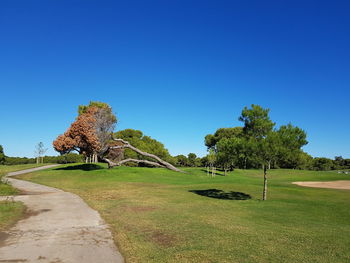 Trees on field against clear blue sky