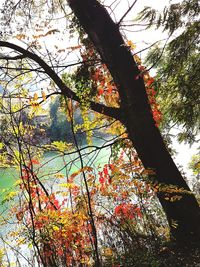 Low angle view of trees in forest during autumn