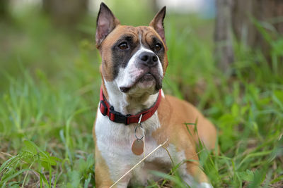 Portrait of a dog on field