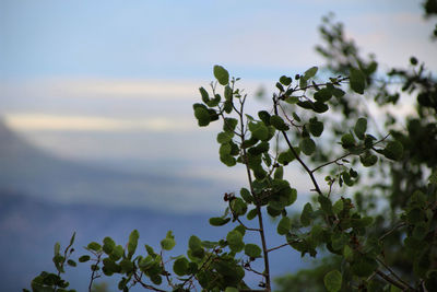 Close-up of flowering plant against sky