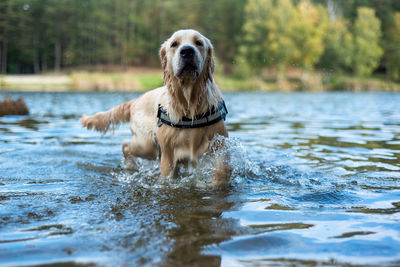 Dog running in lake