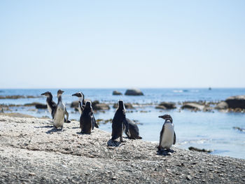 Group of penguins standing on rocks at beach in simon's town near cape town, south africa