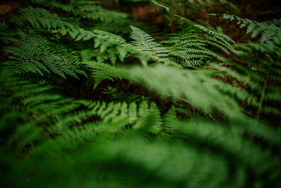 Ferns growing in dense forest