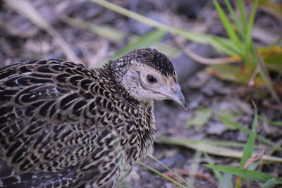 Close-up of a bird on field