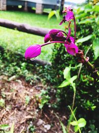 Close-up of purple flowers blooming outdoors