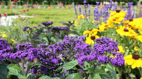 Close-up of fresh purple flowers blooming in field